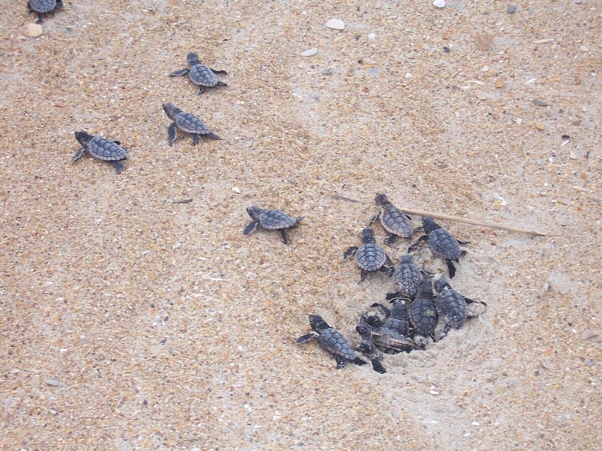 Baby Loggerhead Sea Turtles