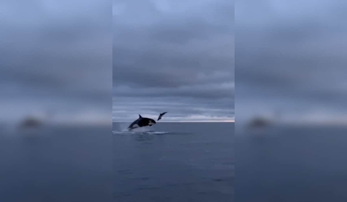 Orca Tossing Around Dolphin