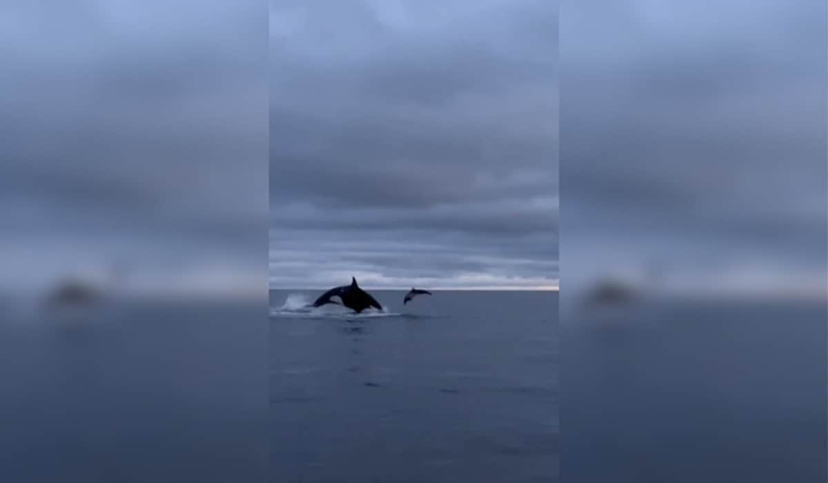 Orca Tossing Around Dolphin