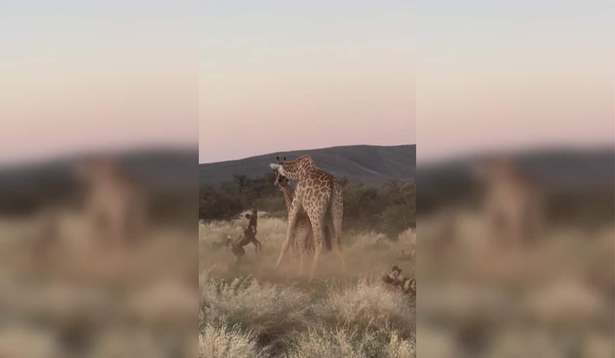 Baby Giraffe Saved by Fearless Mother