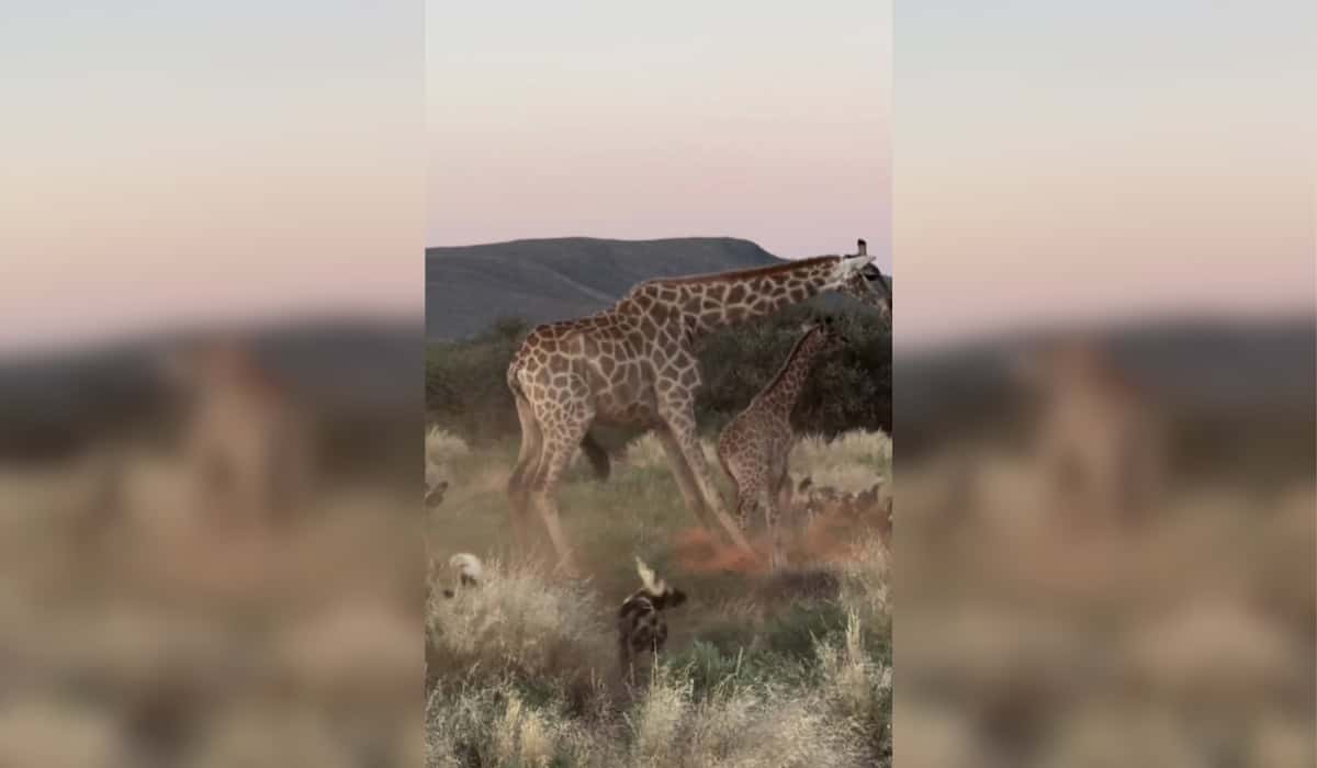 Giraffe Mother’s Brave Defense Against Wild Dogs