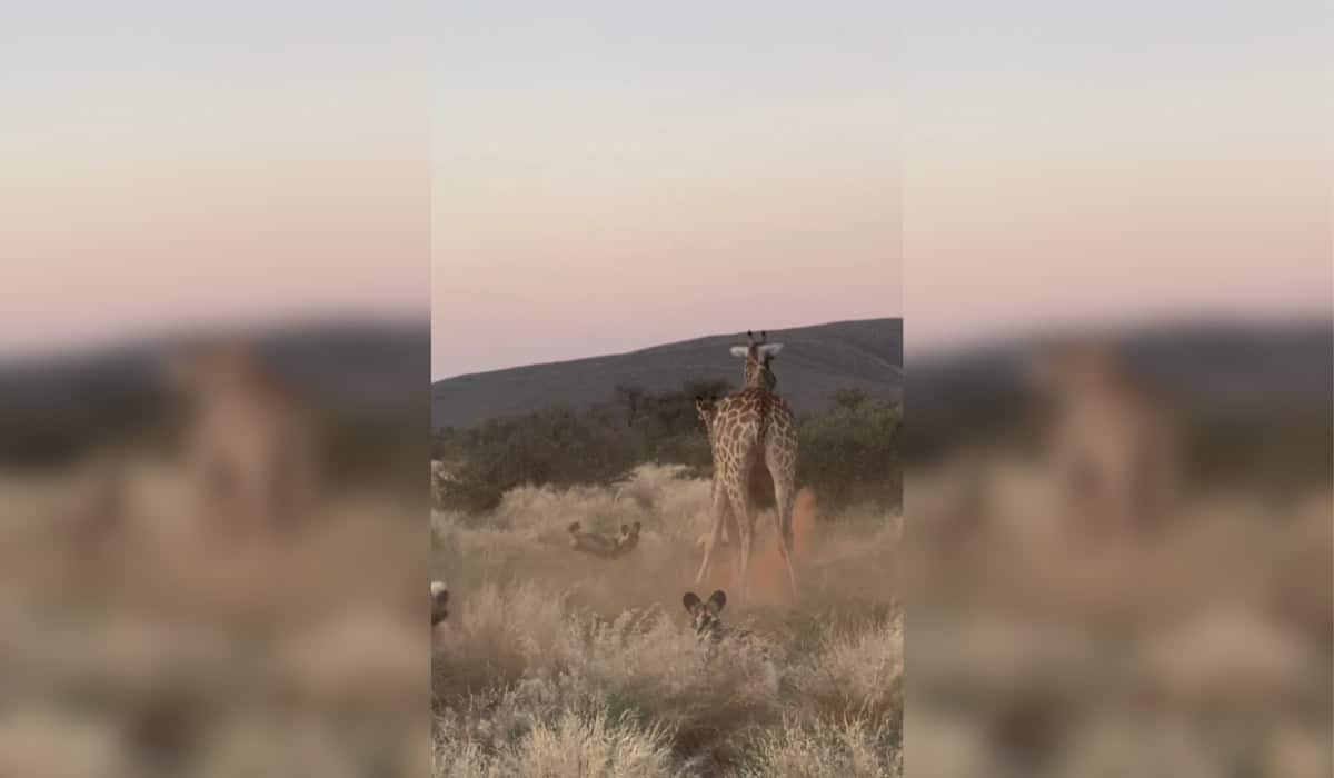 Wild Dogs Thwarted by Protective Mother Giraffe