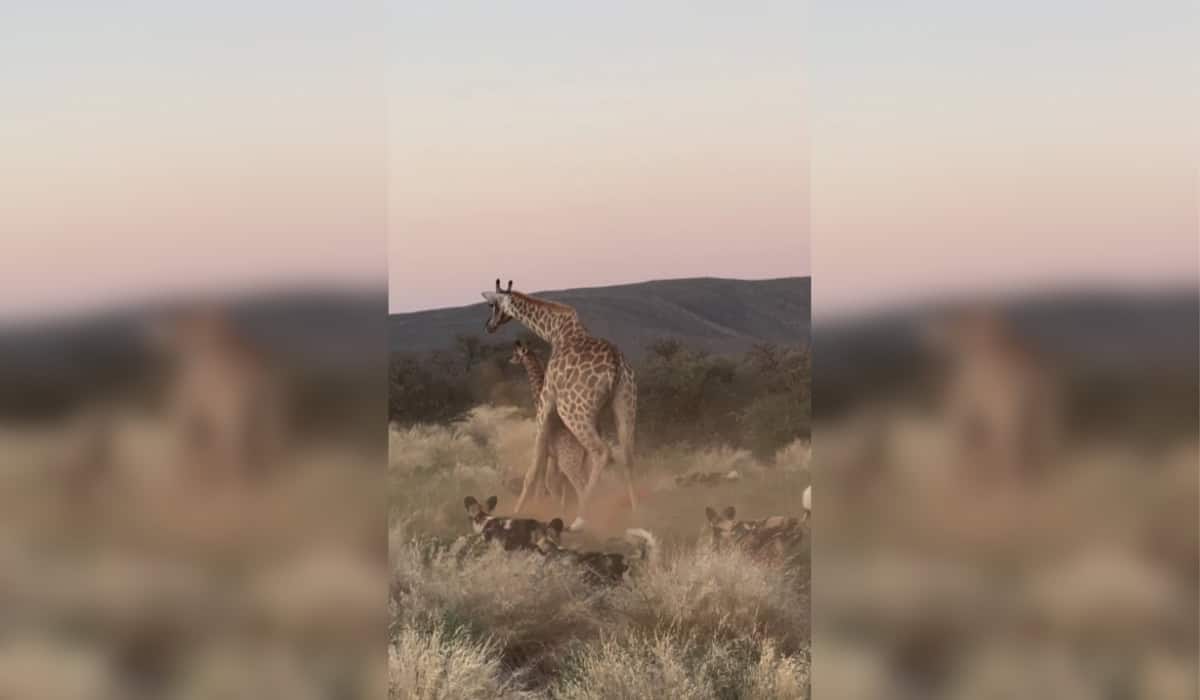 Giraffe Mom Fights Off Predators to Save Baby