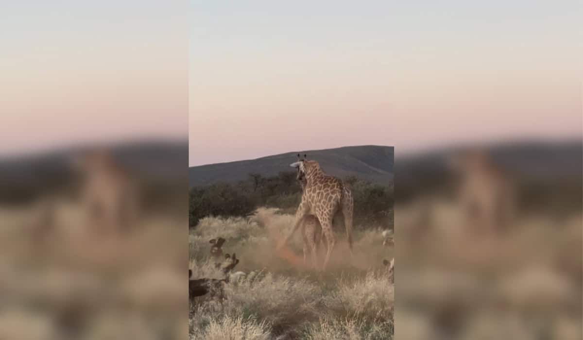 Courageous Giraffe Mother Protects Calf