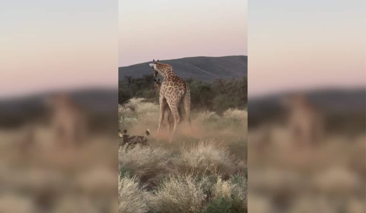 Mother Giraffe Guards Baby Against Wild Dogs
