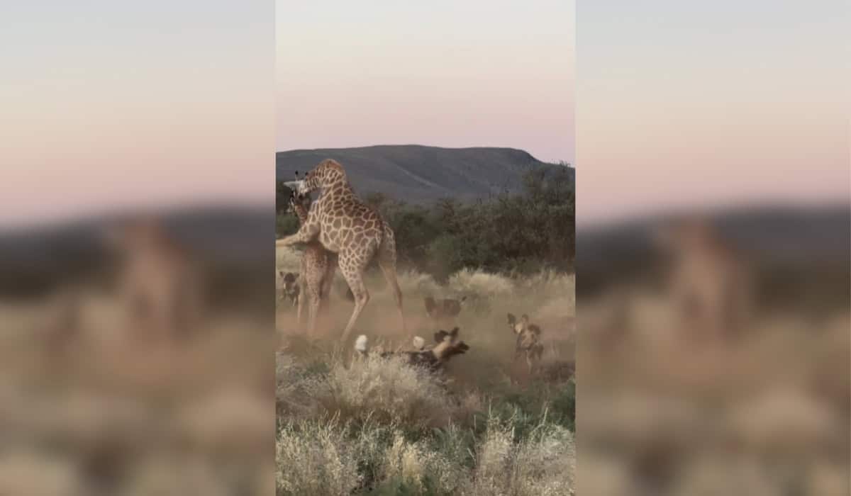 Heroic Giraffe Mom Fends Off Wild Dogs