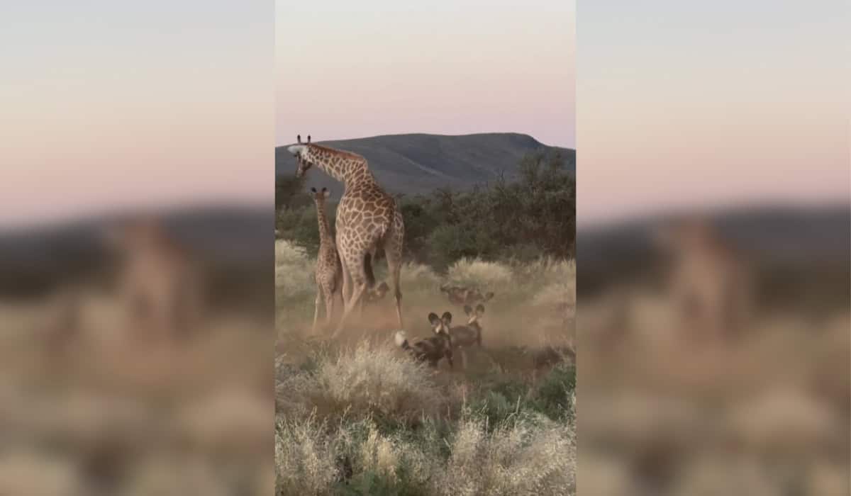 Fierce Maternal Instinct: Giraffe Rescues Calf
