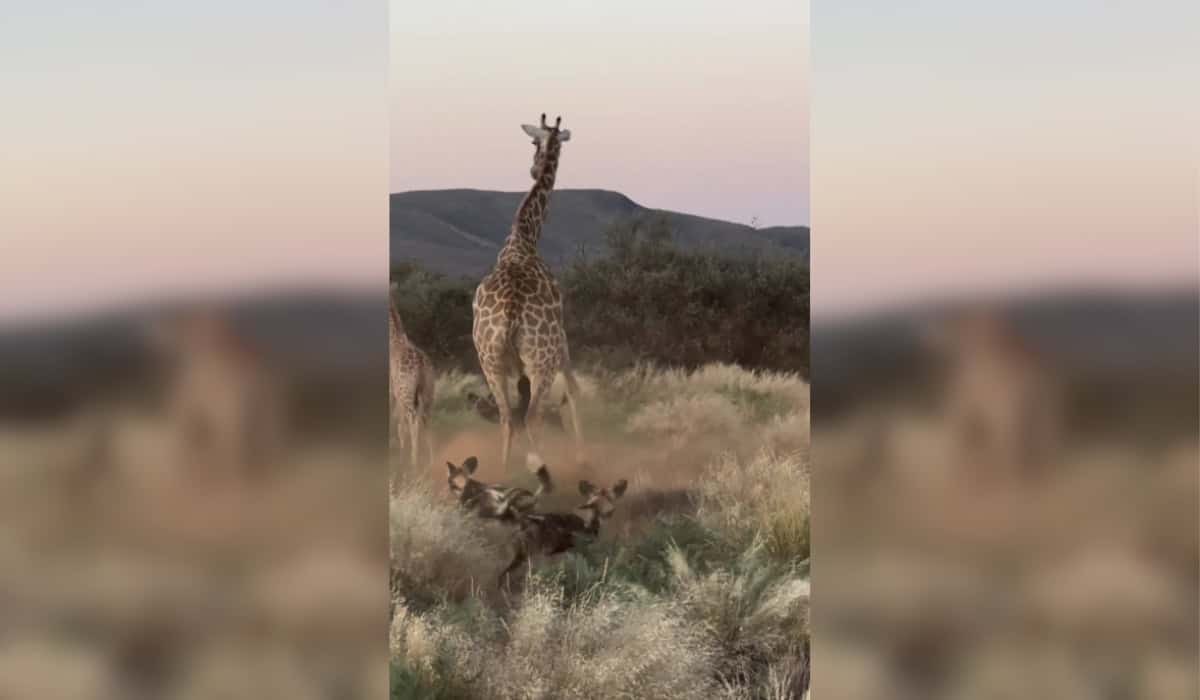 Protective Giraffe Saves Young from Wild Dogs