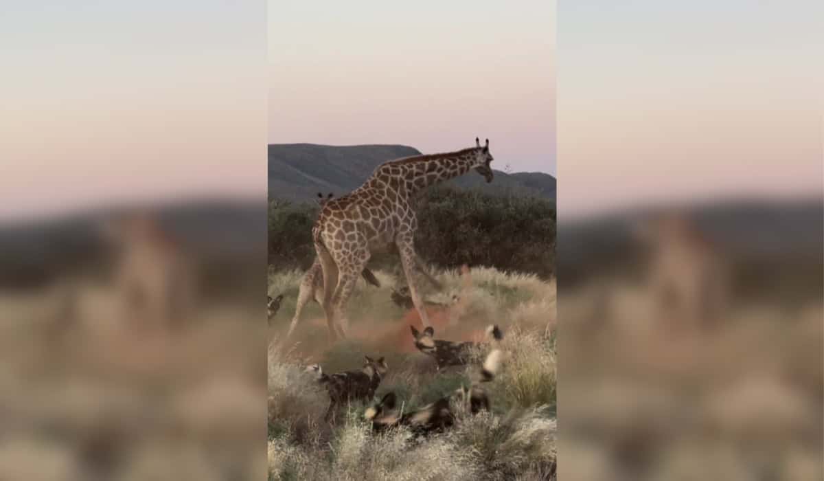 Brave Mother Giraffe Shields Calf from Predators