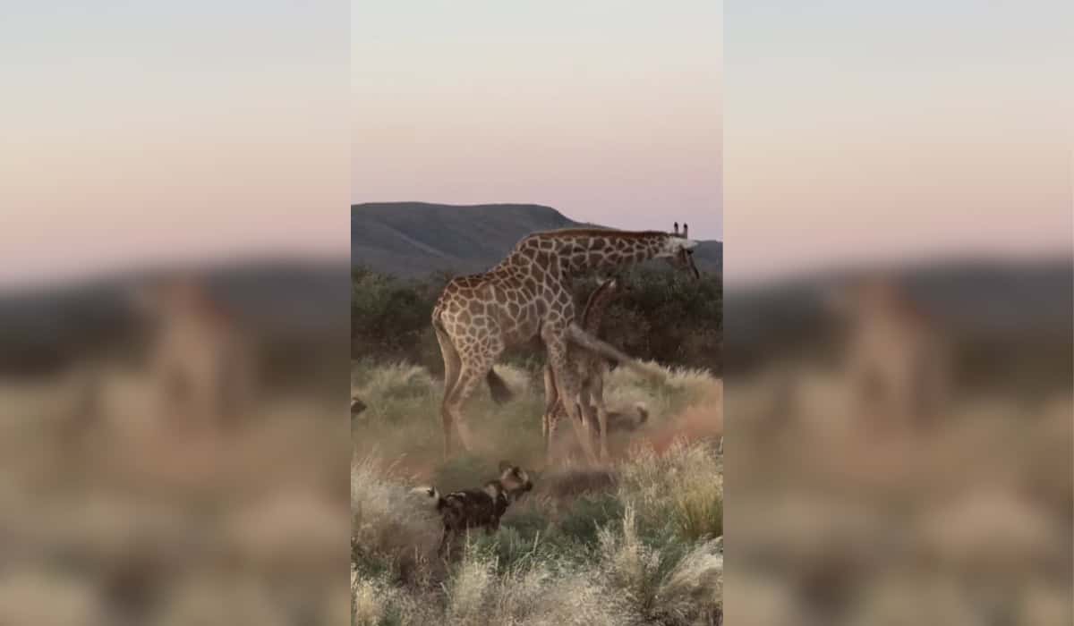 Mother Giraffe Defends Baby from Wild Dog Attack