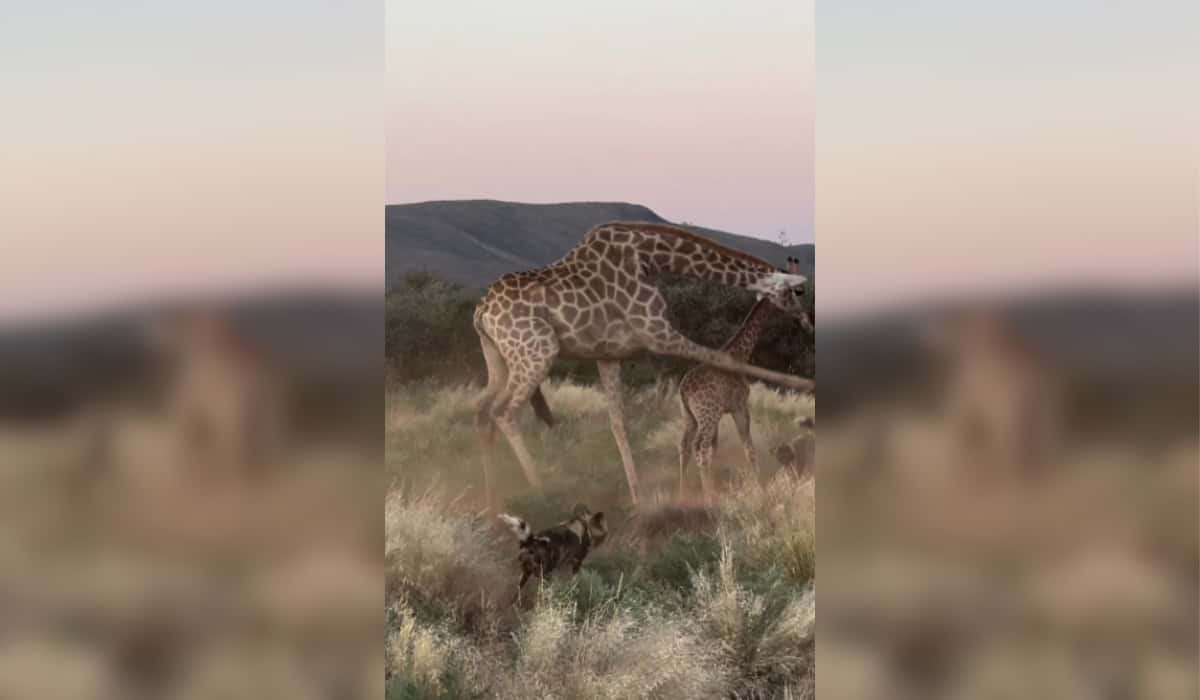 Wild Dogs Repelled by Mother Giraffe’s Braver
