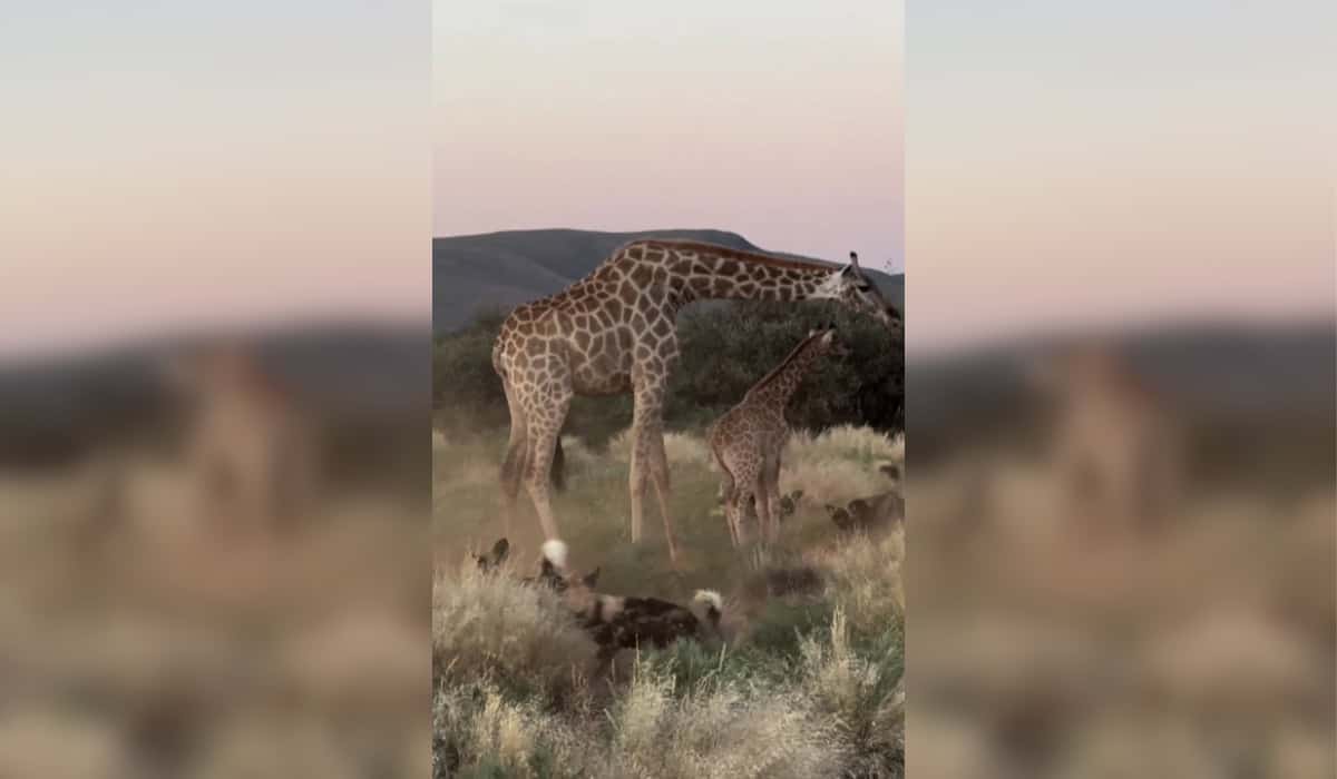 Mother Giraffe's Daring Rescue of Her Baby