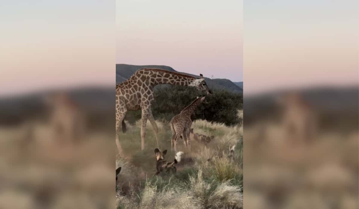 Giraffe Mom Shields Calf from Attack