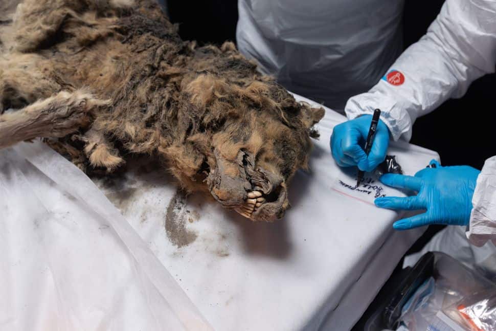 44,000-Year-Old Mummified Wolf