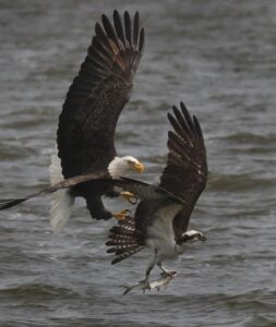 Bald Eagle Snatches 5-Pound Fish from Osprey in Mid-Air