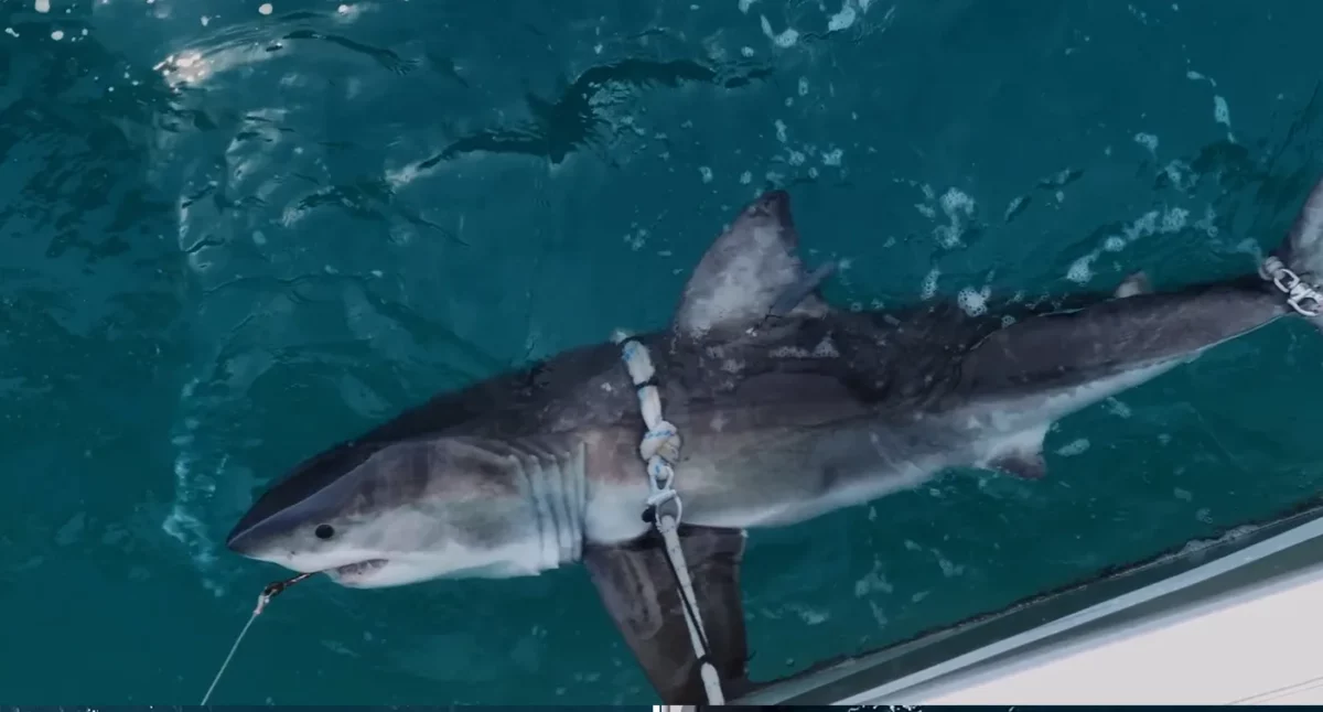 Rare Great White Shark Sighting Near Bondi Beach