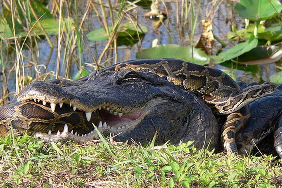 Pythons Decimate Massive Alligator
