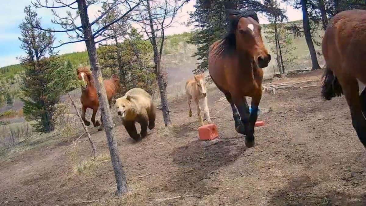 Grizzly hunt wild horses