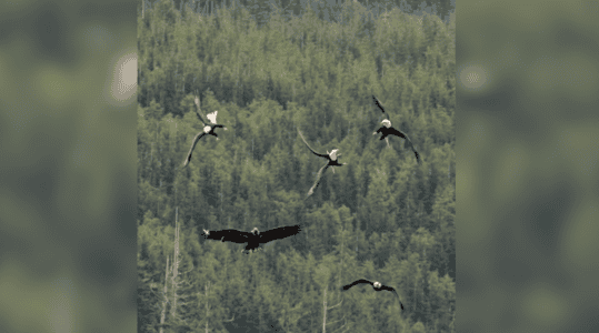 Unique Footage of 5 Bald Eagles Fight Midair Over Unlucky Fish