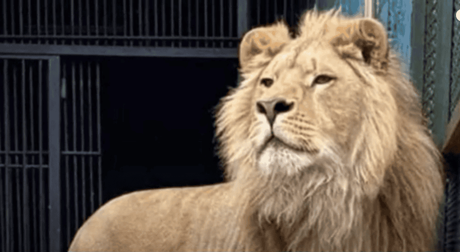 Simba the lion rescued in Russia