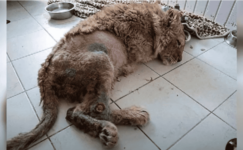 Simba, injured baby lion 