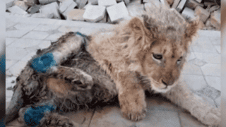 Simba the Russian lion found injured