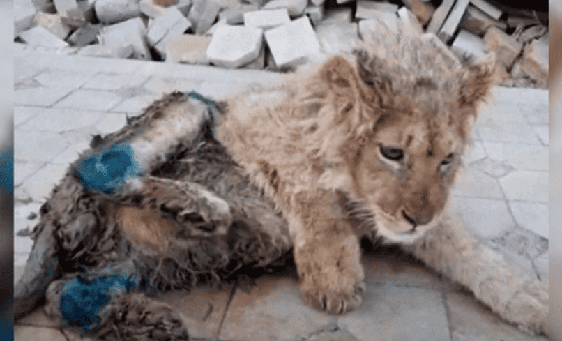 Simba the Russian lion found injured
