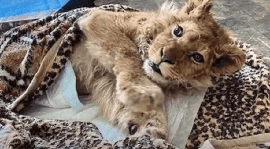 Simba the injured Russian lion recovers
