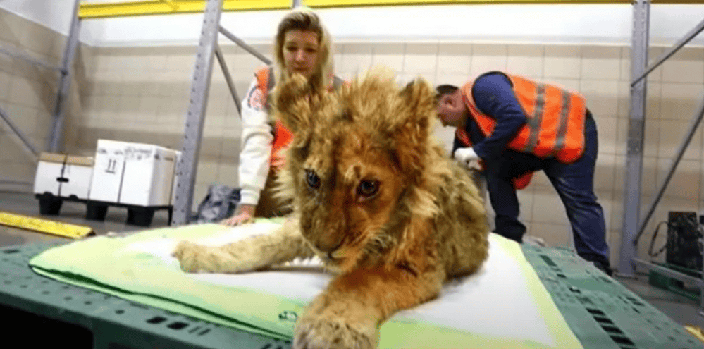 Simba injured lion examination
