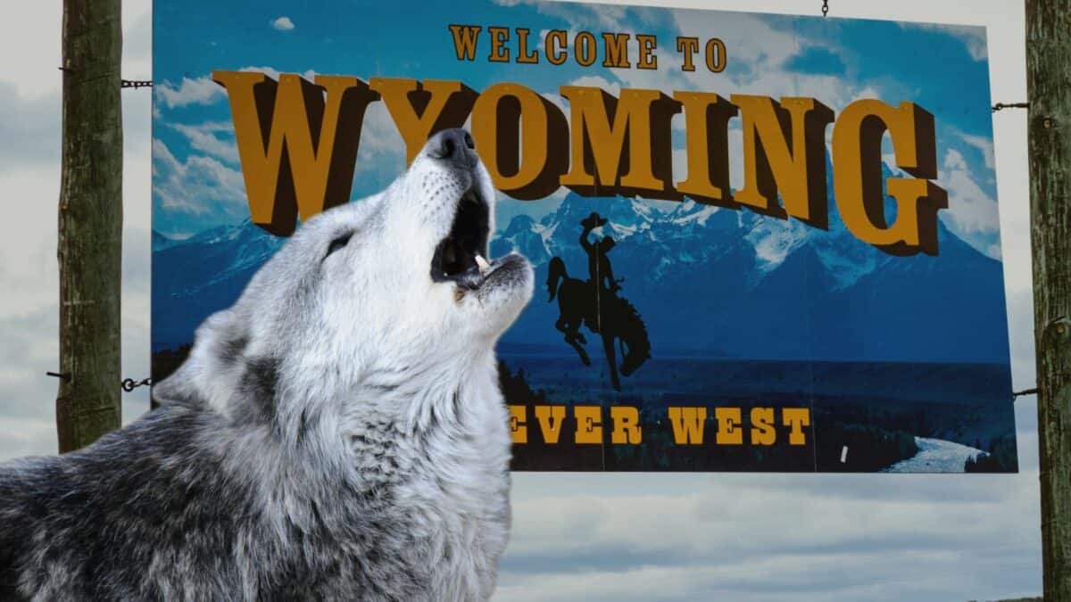 Captured Wolf in Wyoming