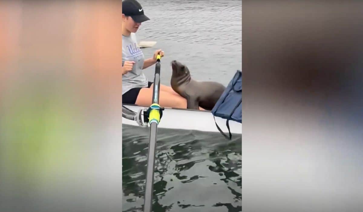 sea lion interrupts rowing practice 