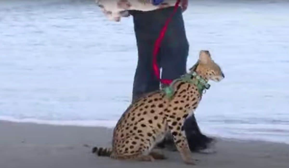 serval cat at North Carolina beach