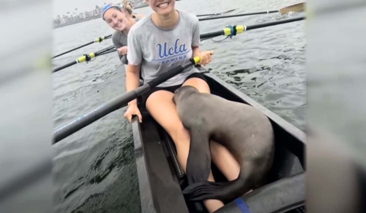 sea lion interrupts rowing practice