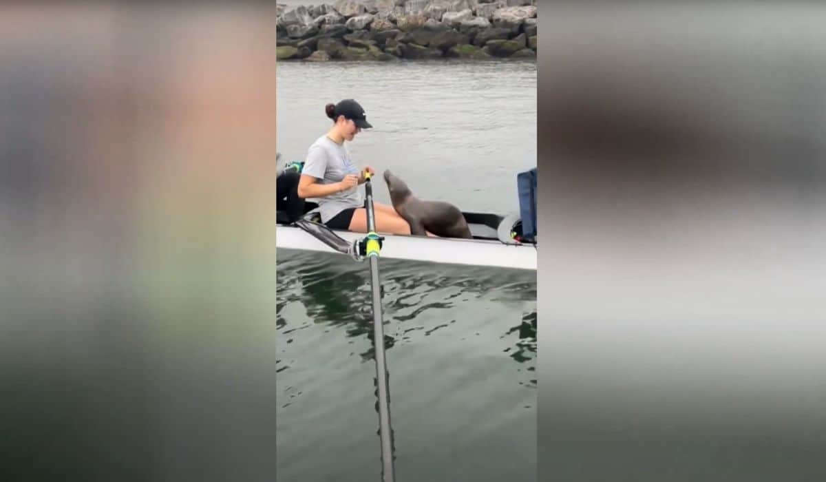sea lion interrupts rowing practice 
