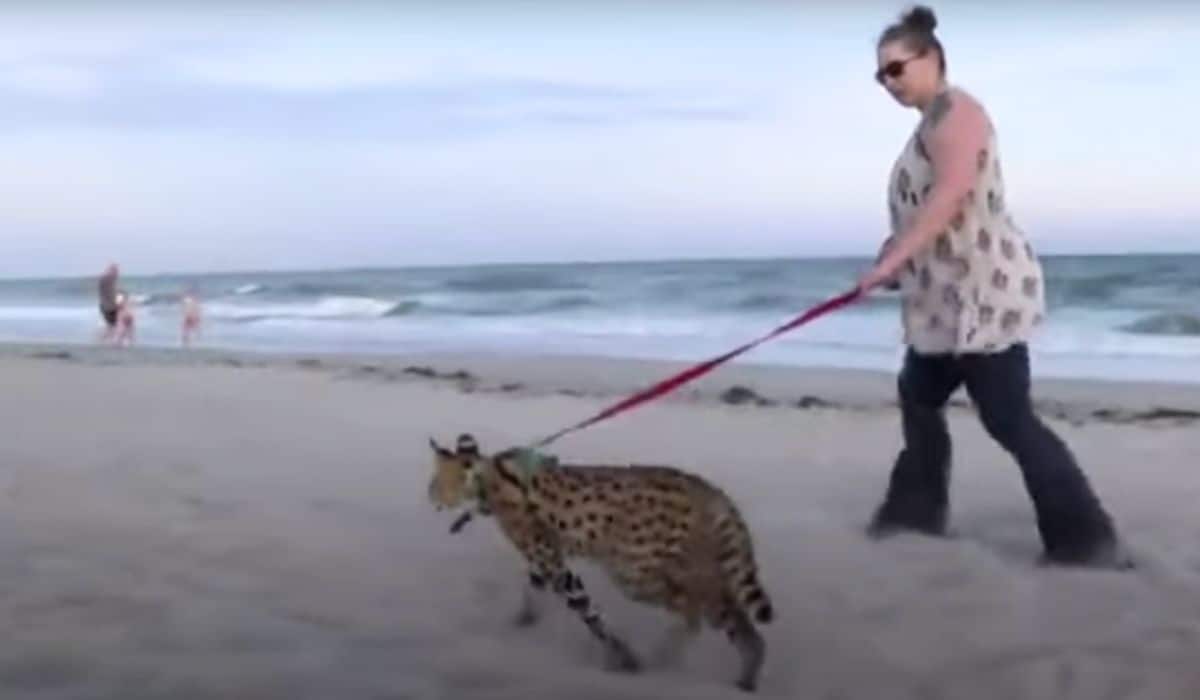 serval cat at North Carolina beach