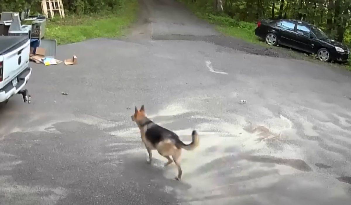 woman chases bear down driveway 
