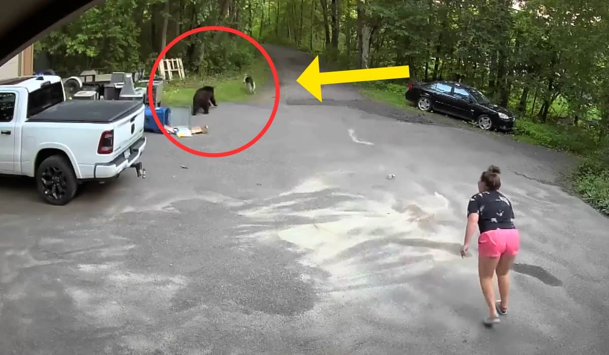 woman chases bear down driveway