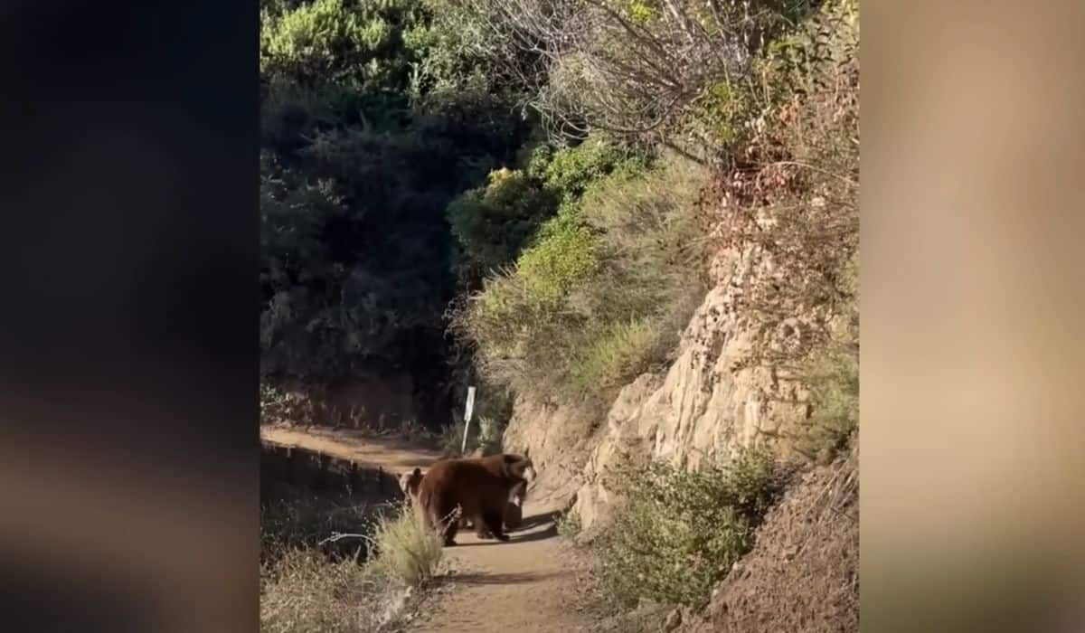 woman hiking California bear 