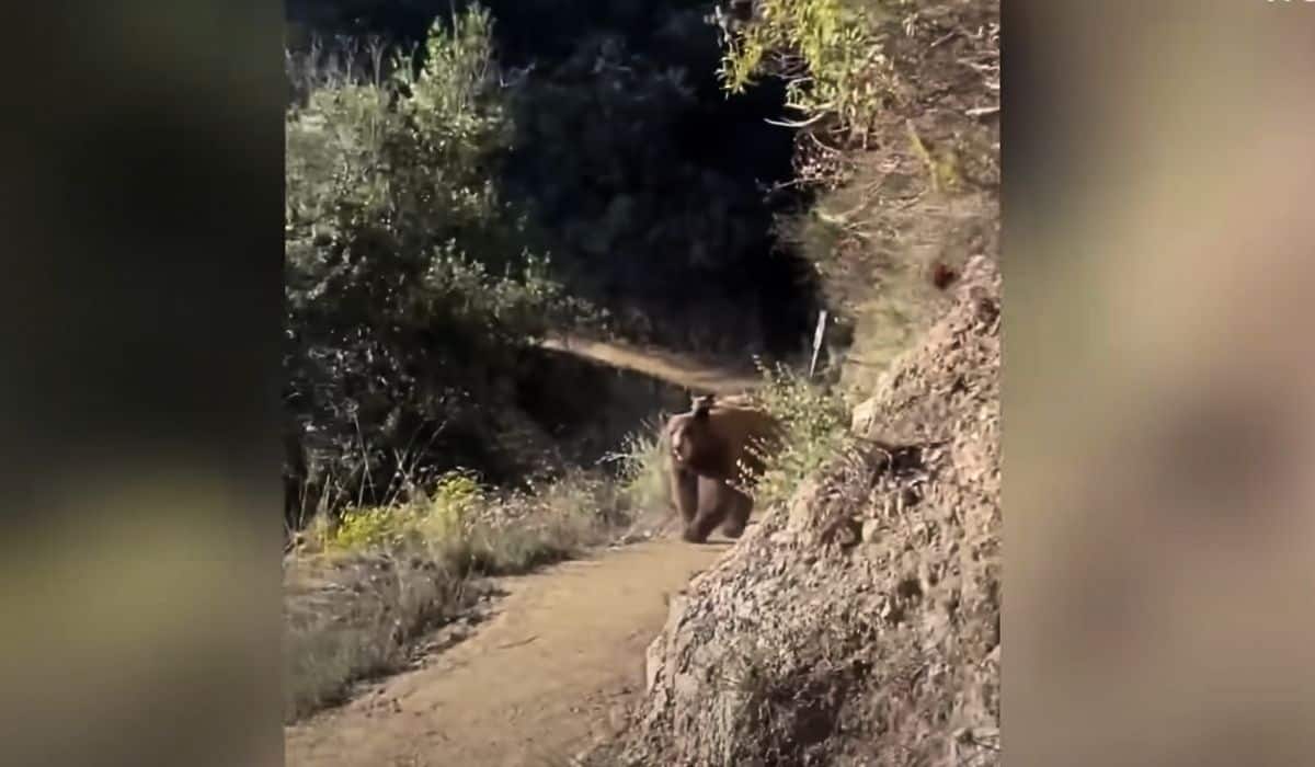 woman hiking California bear 