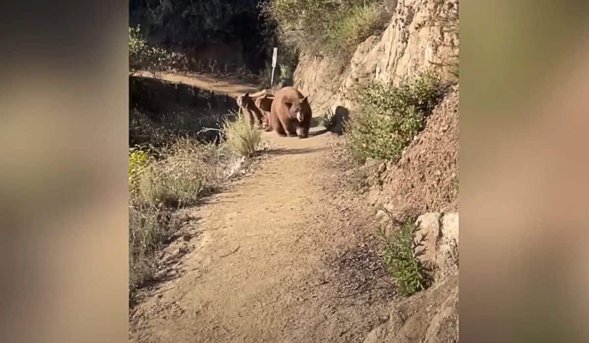 woman hiking California bear