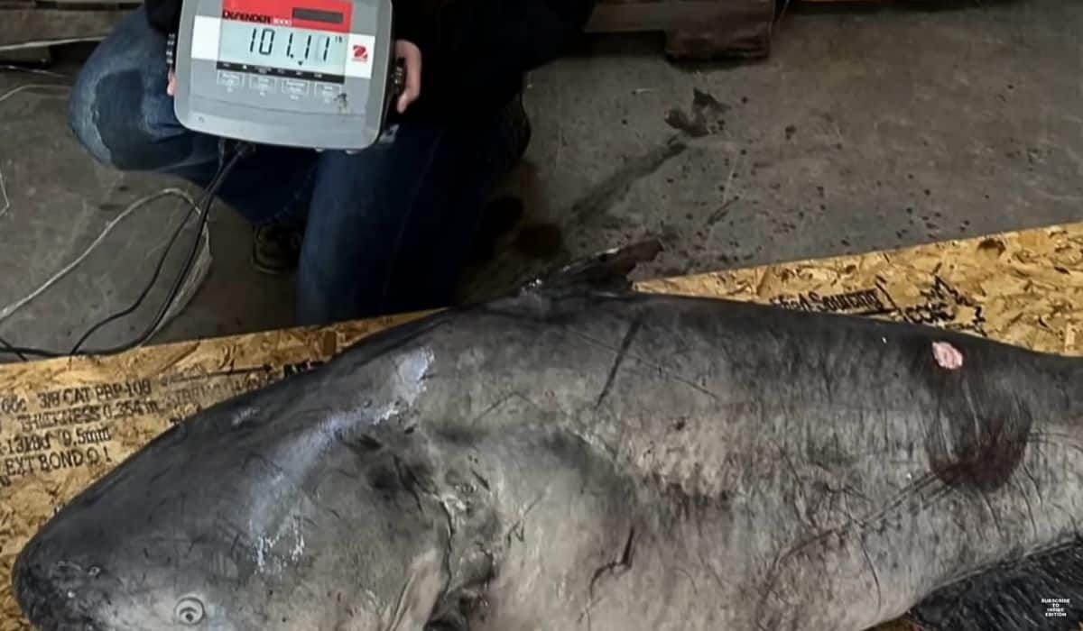 girl breaks record of biggest catfish 