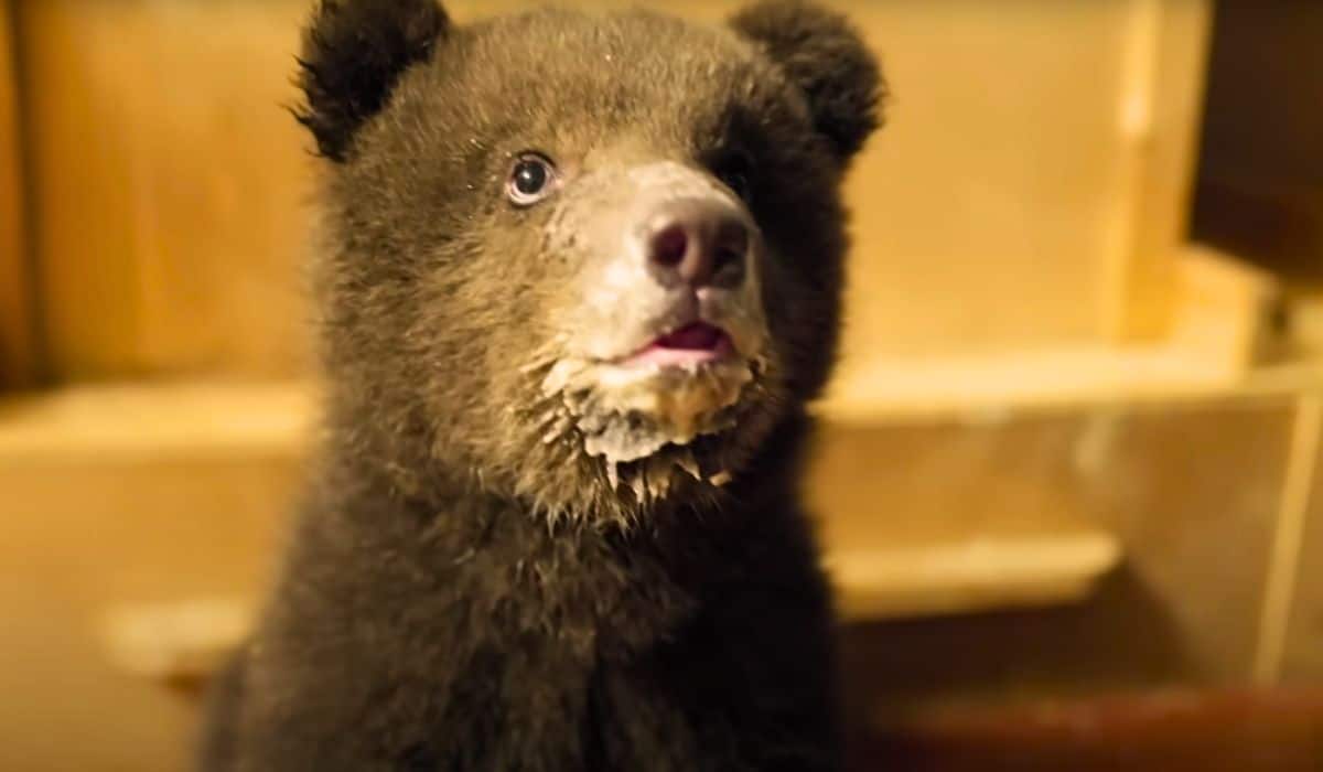 bear cubs drink porridge