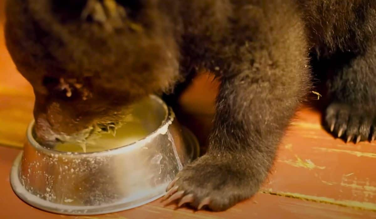 bear cubs drink porridge 