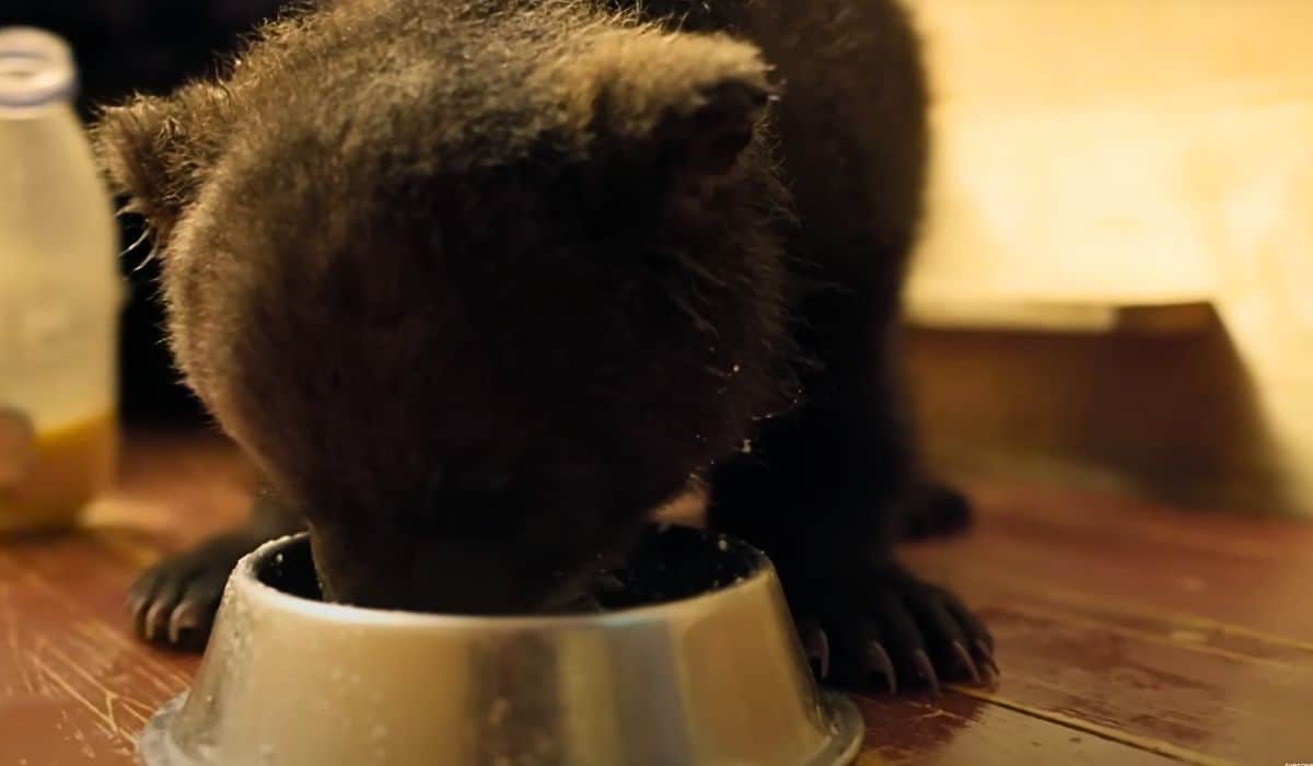 bear cubs drink porridge 