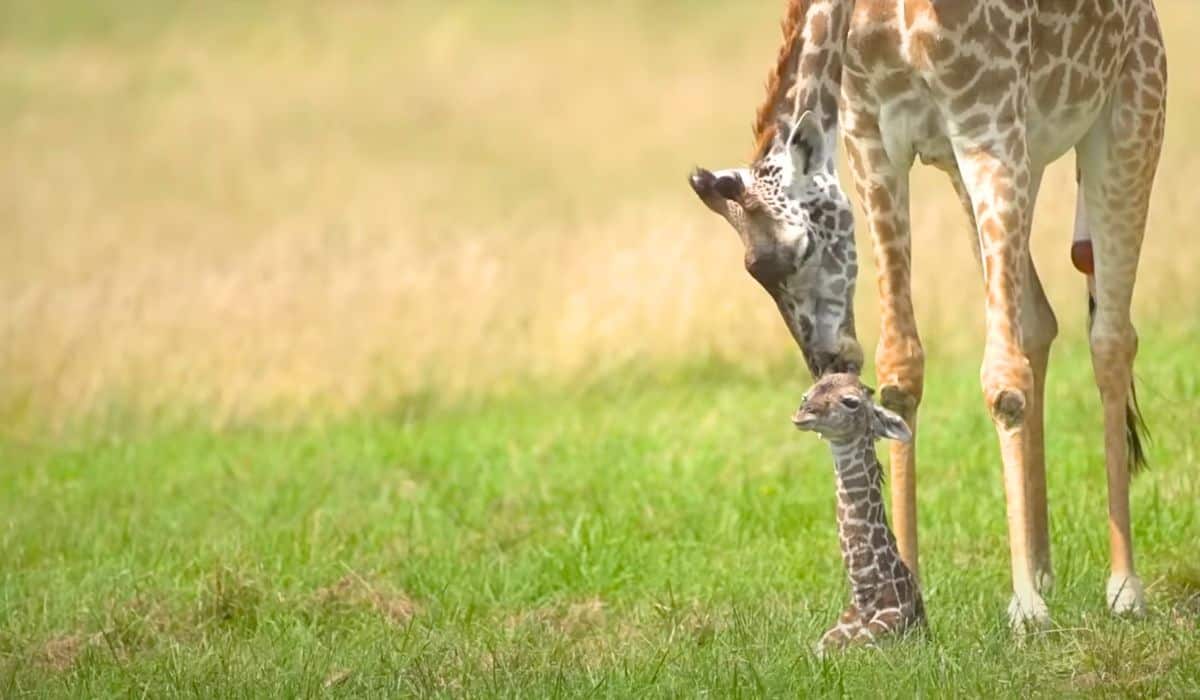 baby giraffe takes its first steps
