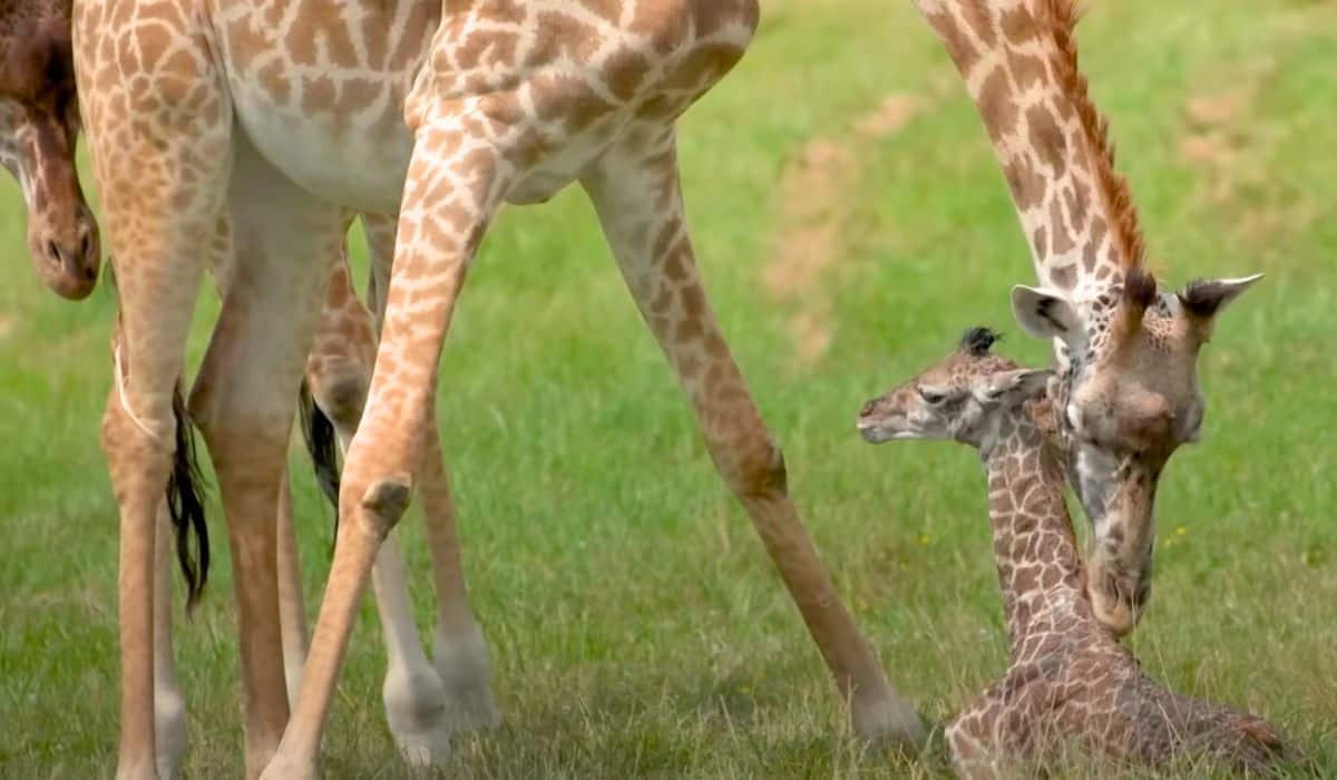 baby giraffe takes its first steps