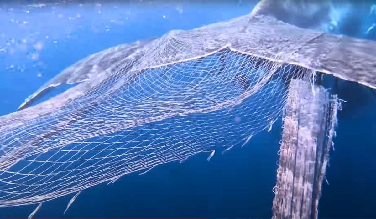 mother whale trapped in net 