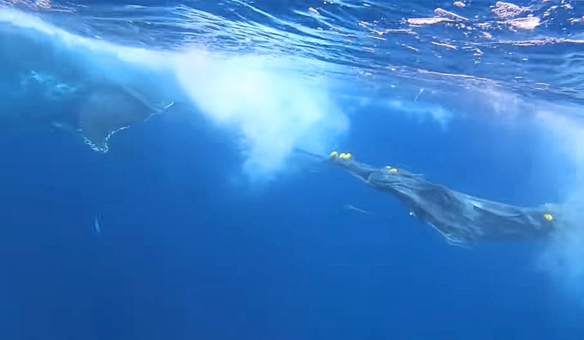 mother whale trapped in net 