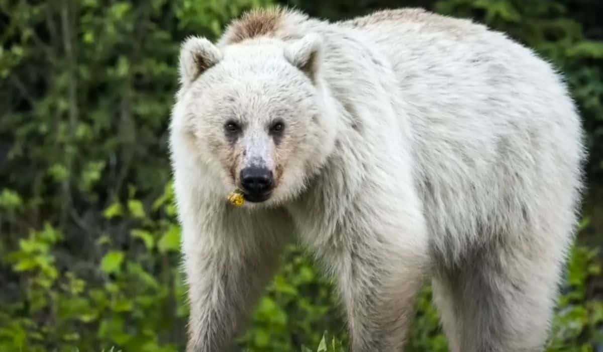 rare white grizzly bear dies in car accident