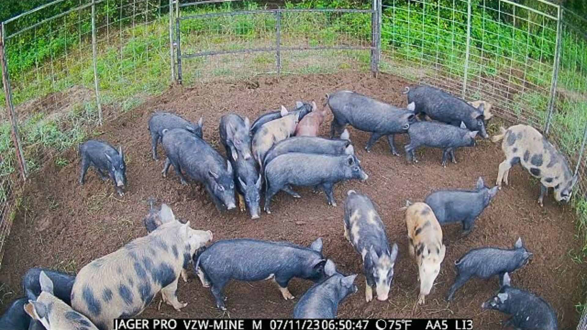 Couple Capture 160 Hogs